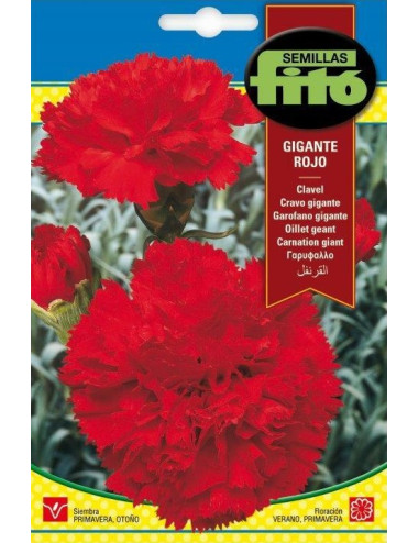 CARNATION GIANT RED SEEDS...