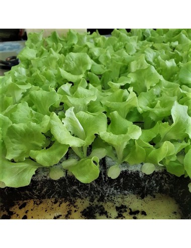 CURLY LETTUCE PLANT