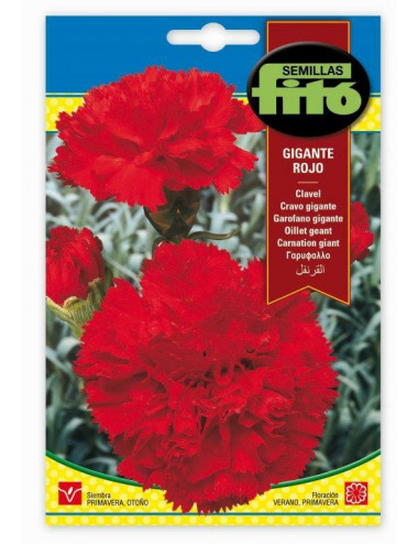 CARNATION GIANT RED SEEDS...