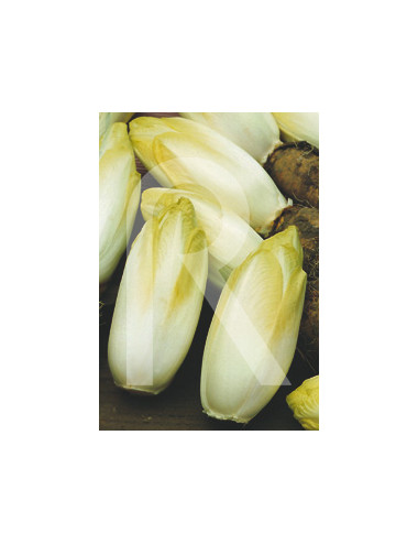ENDIVE FROM BRUSSELS...