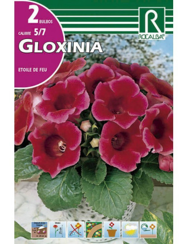 GLOXINIA BULBS ETOILE DE...