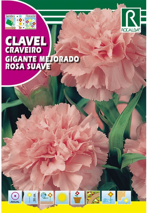 CARNATION GIANT IMPROVED PALE  ...
