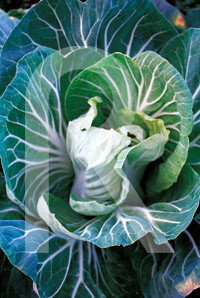 FLESHY LEAFED CABBAGE CHAVES S ...