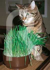 CAT GRASS SEEDS 10GR. ROCALBA