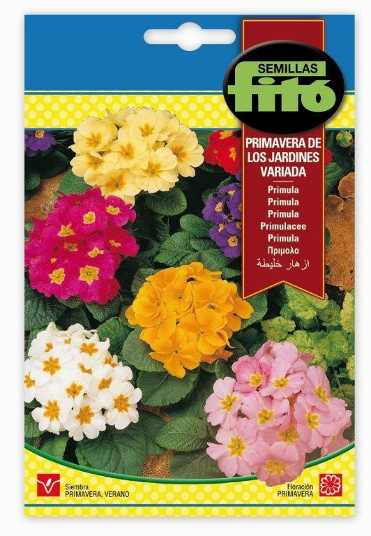PRIMULA HORTENSIS MIXED SEEDS  ...