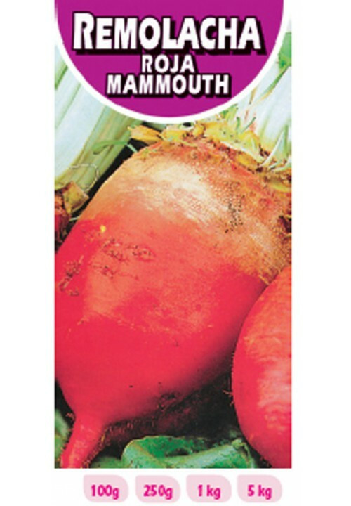 RED BEETROOT MAMMOUTH 500GR